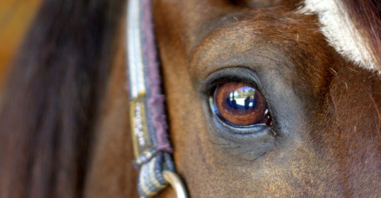 paardencoaching