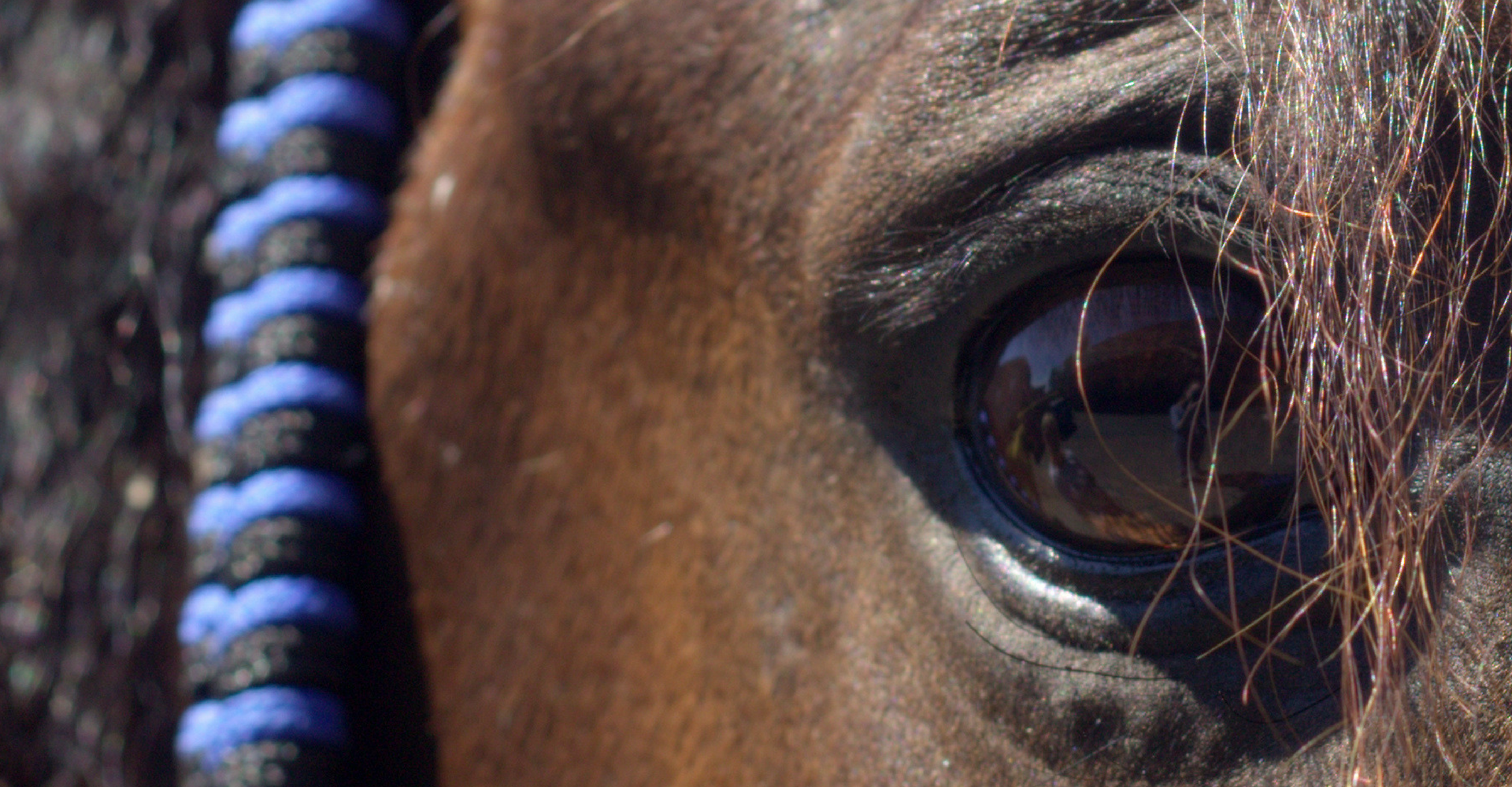 coachen met paarden