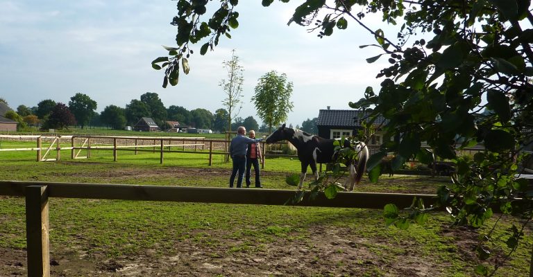 paardencoaching