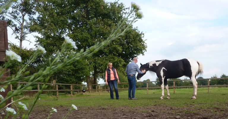 coachen met paarden