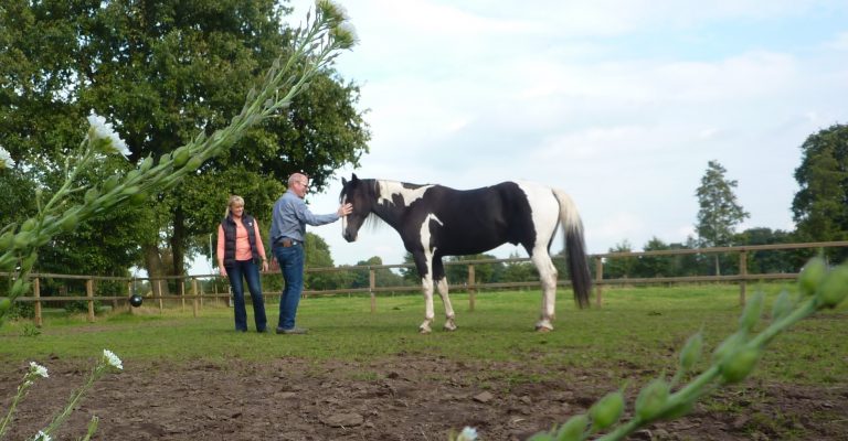 paardencoaching