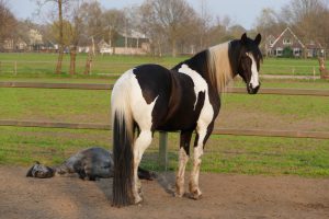 coachen met paarden