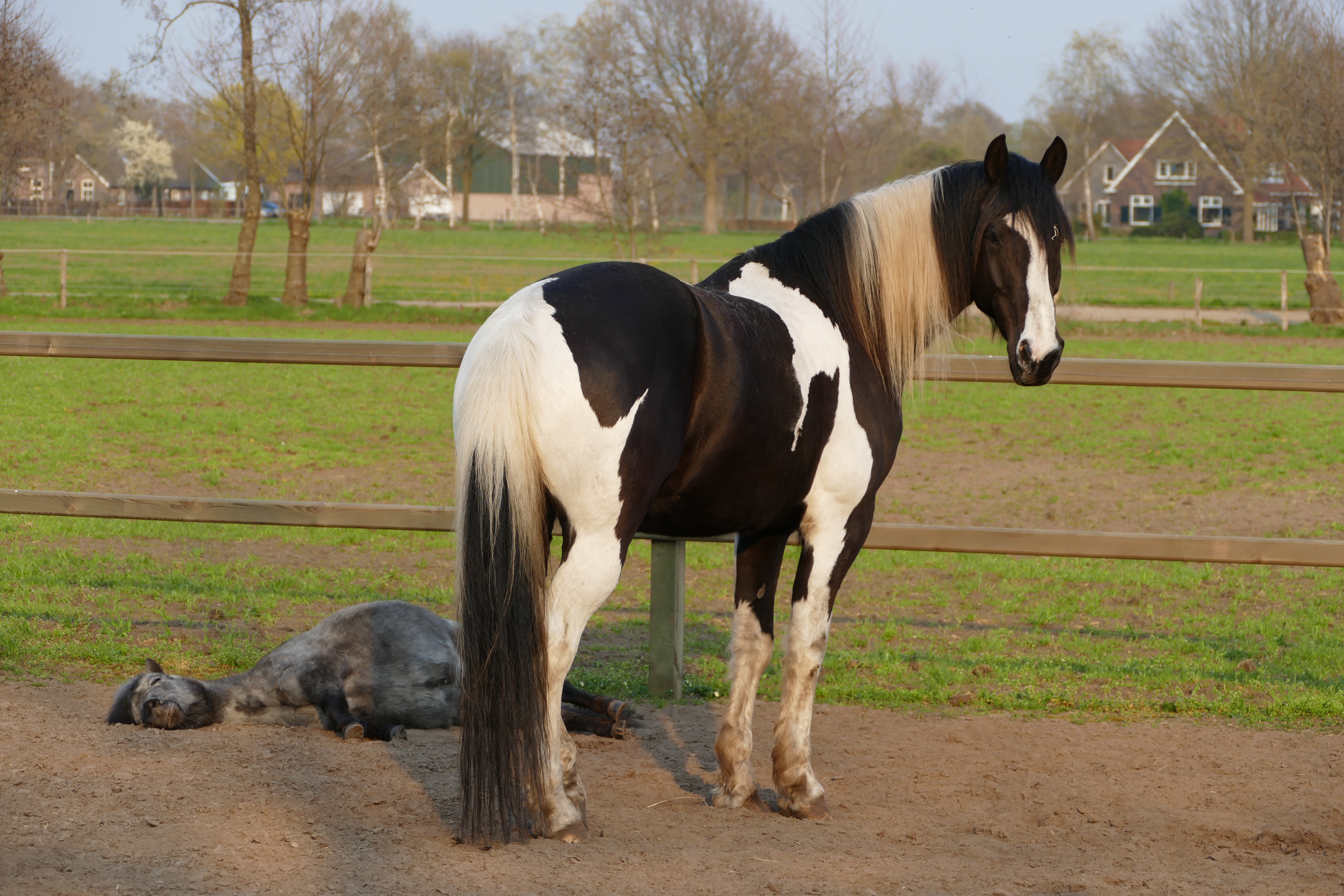 Burn-out coachen met paarden