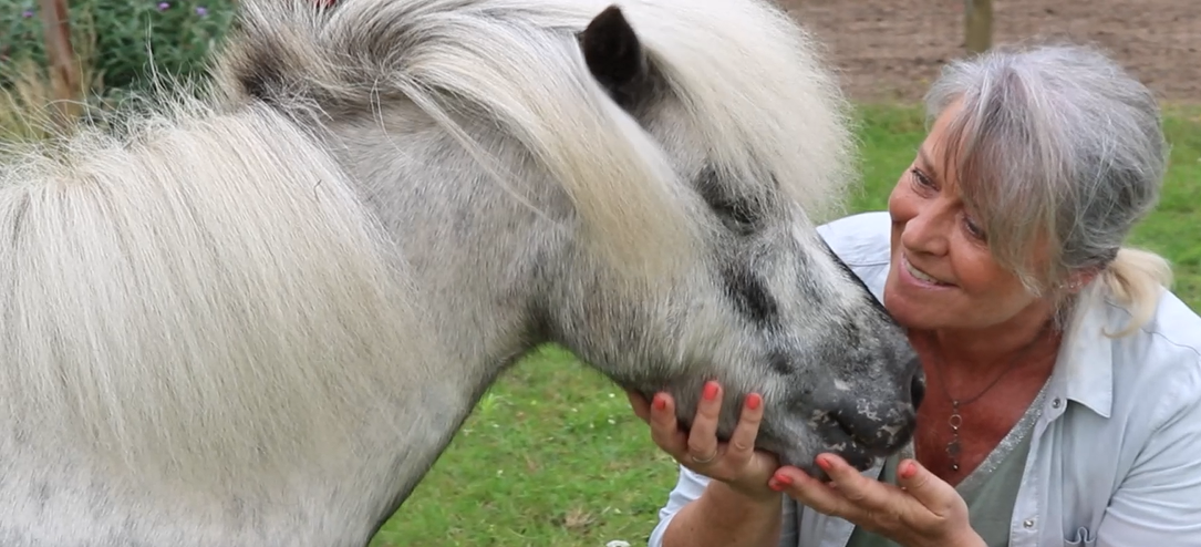 paardencoaching gelderland